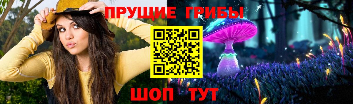 Псилоцибиновые грибы Psilocybe Нальчик
